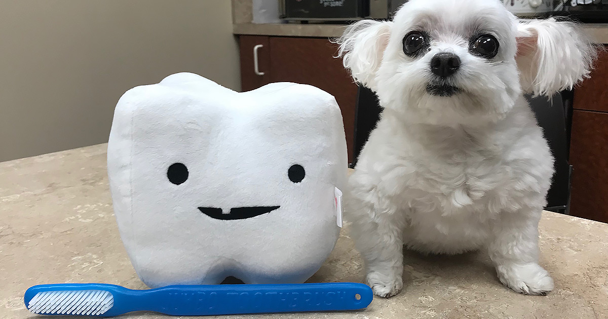 Dr. Britt's doggy and a stuffed tooth pillow